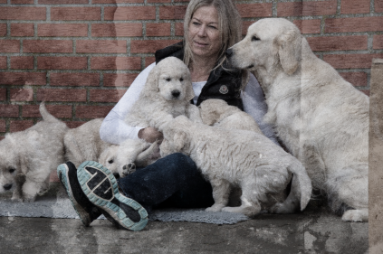 Golden retriever hvalpe